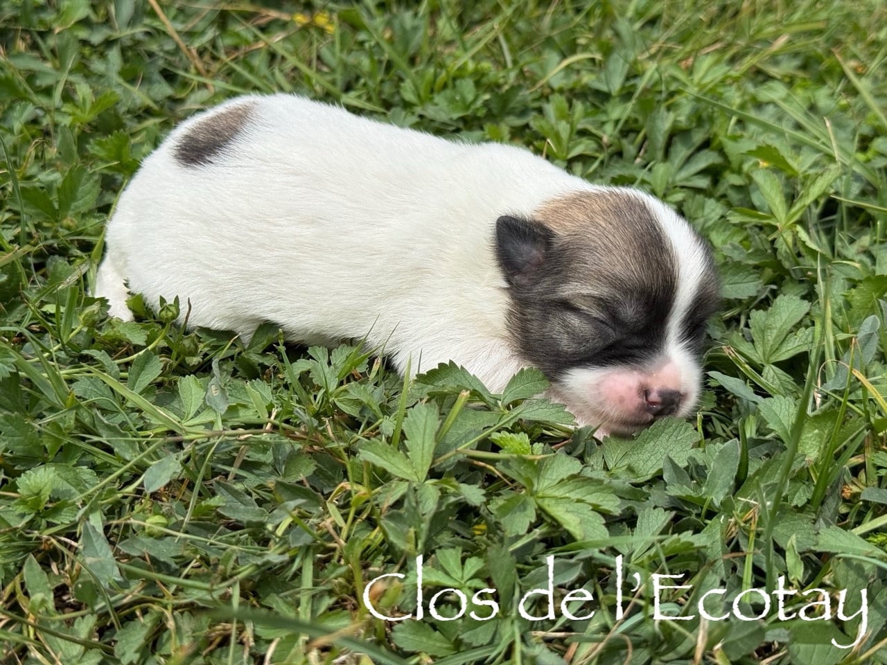 Chiot N°2 - Coton de Tulear
