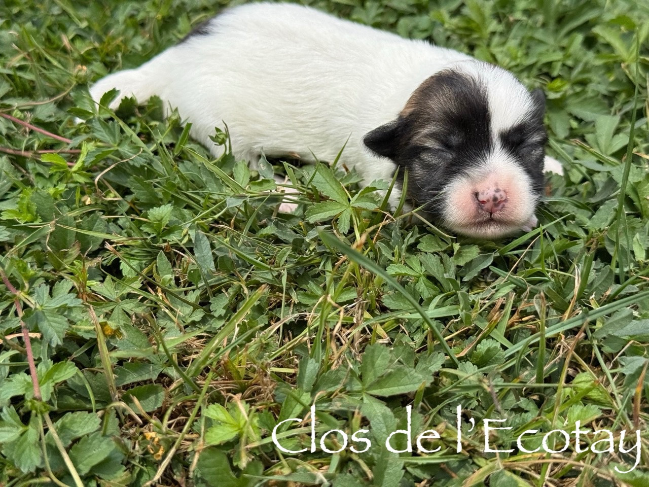 Chiot N°4 - Coton de Tulear