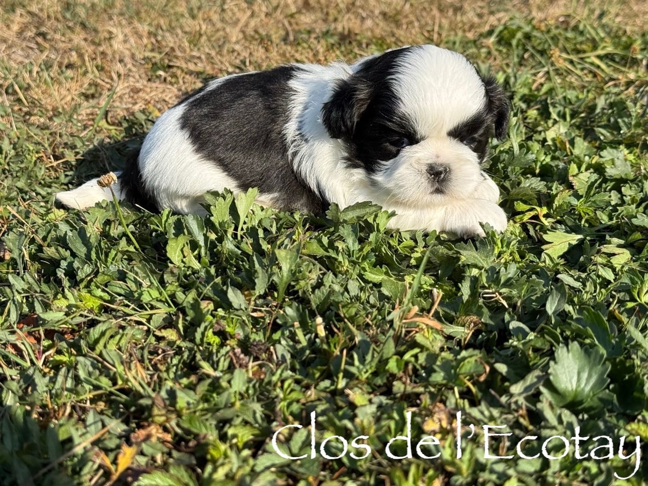 Chiot N°3