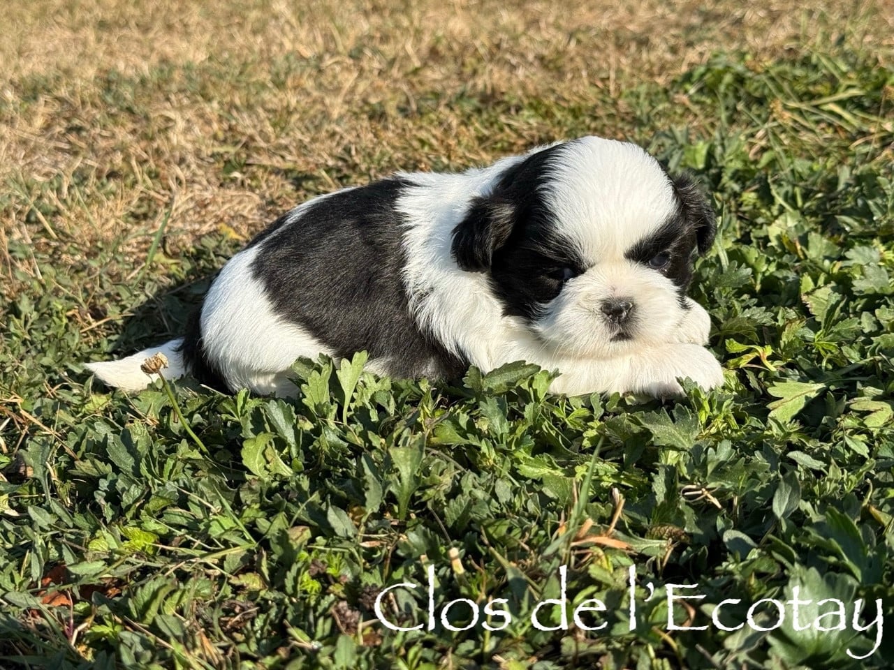 Chiot N°3
