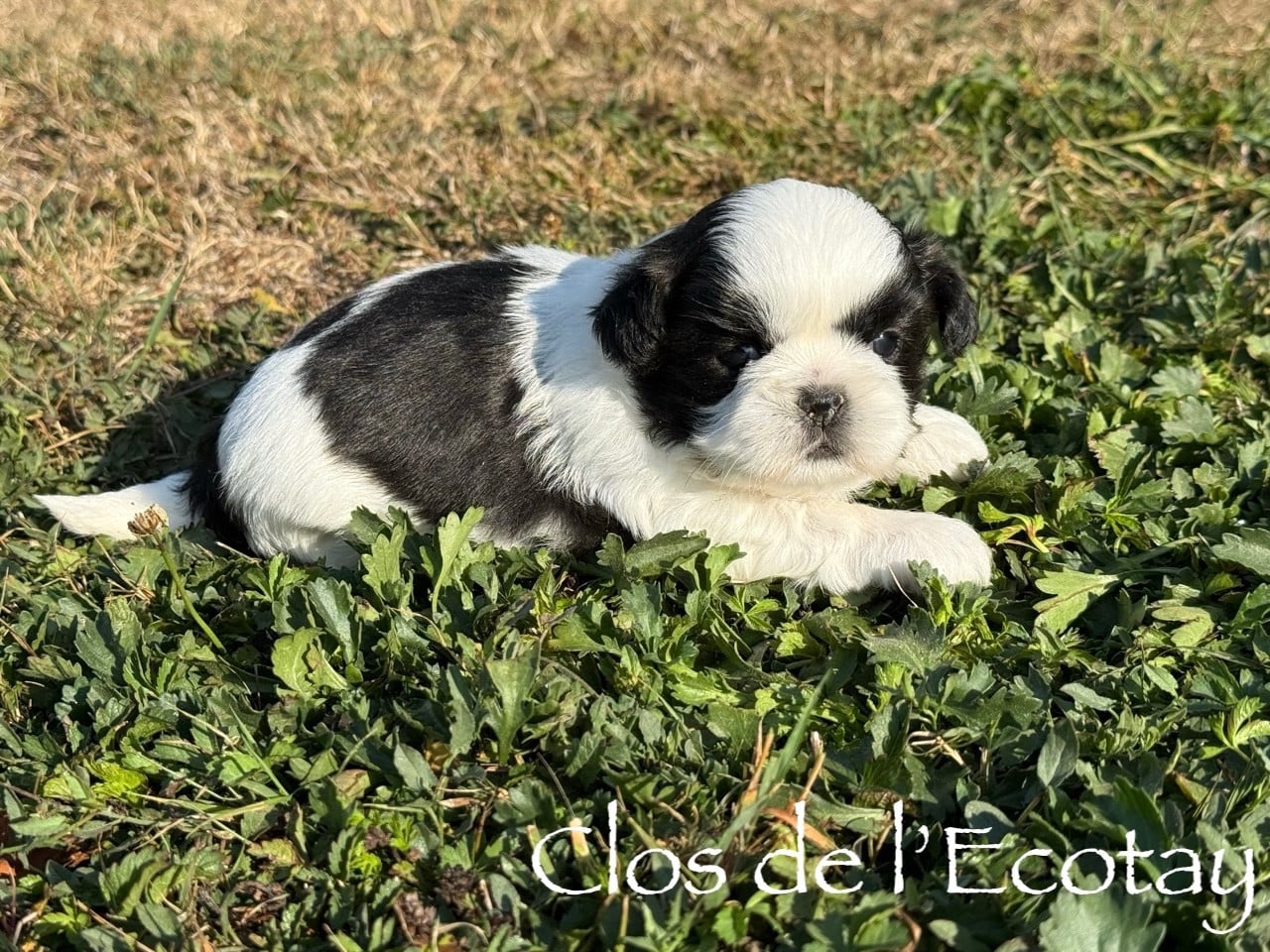 Chiot N°3