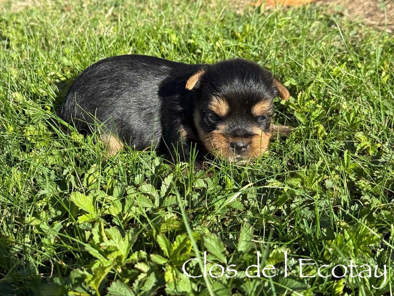 Chiot N°2 - Yorkshire Terrier