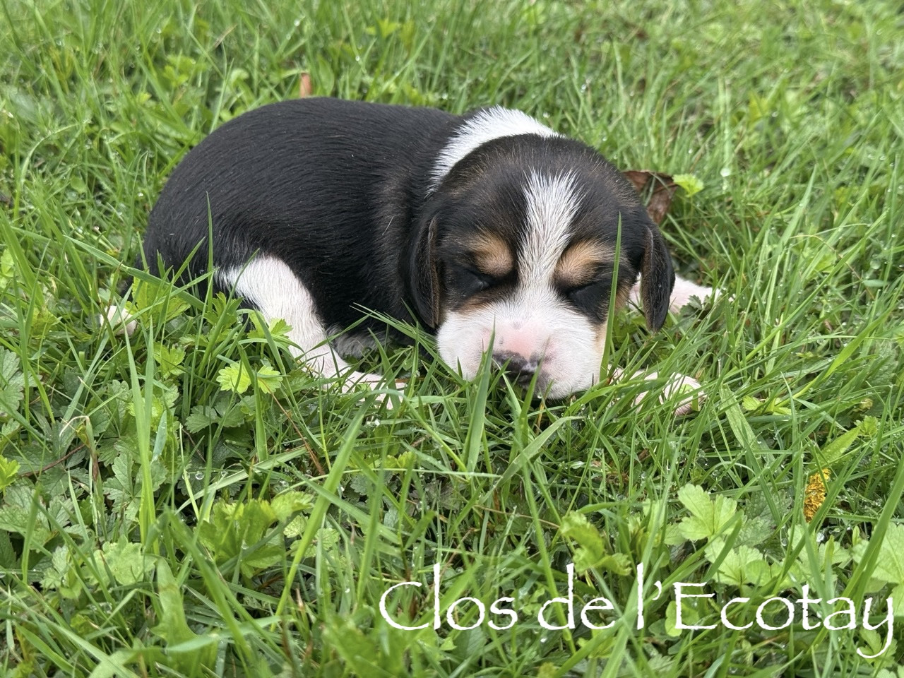 Chiot N°1 - Beagle