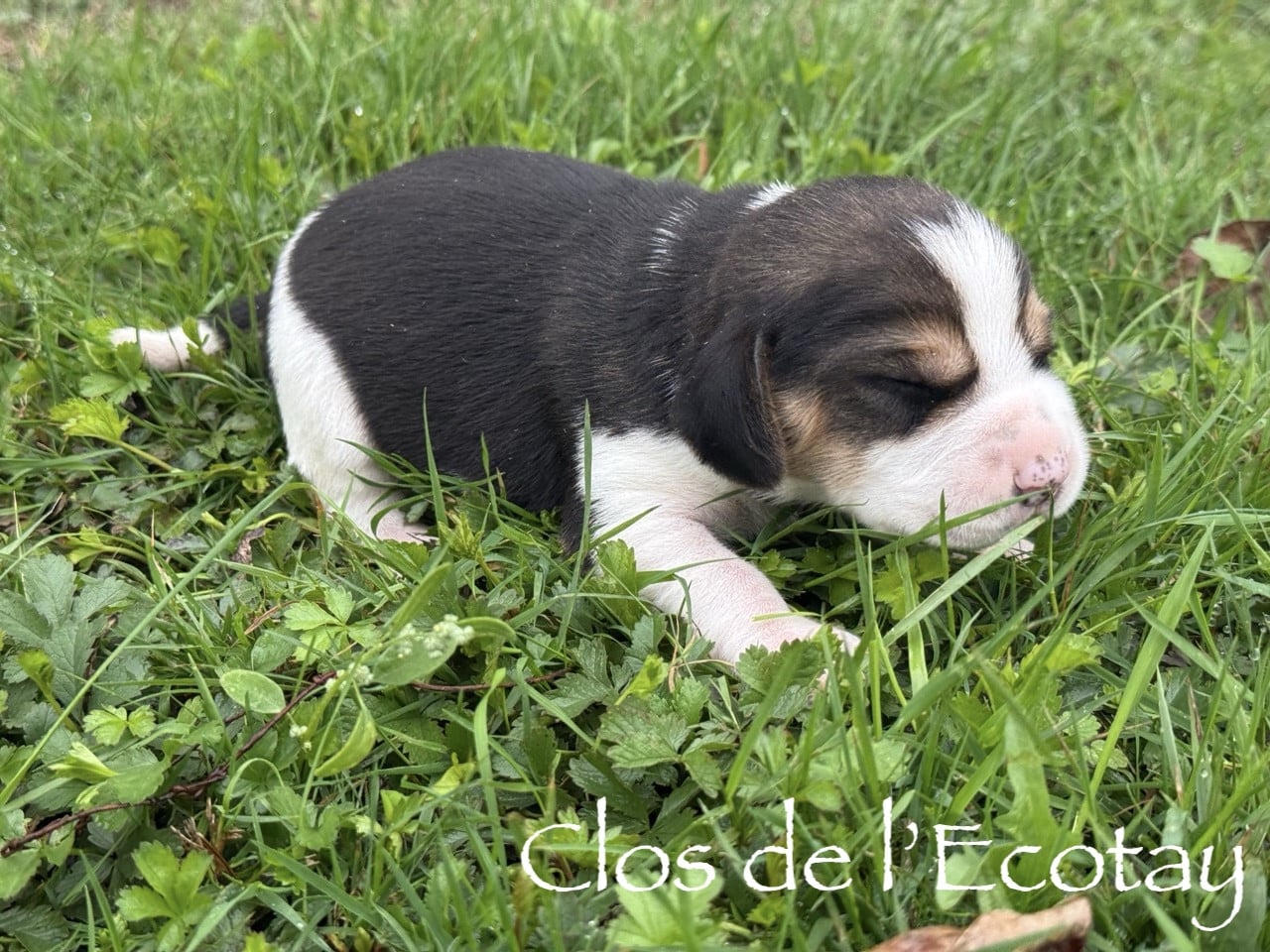 Chiot N°2 - Beagle