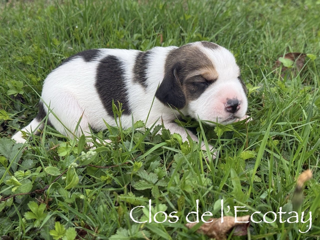 Chiot N°3 - Beagle