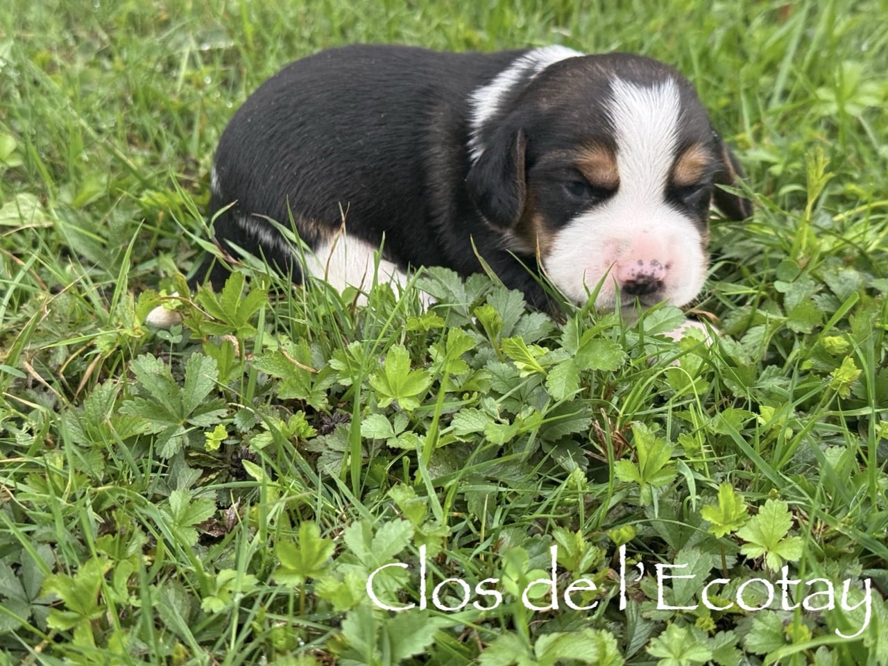 Chiot N°4 - Beagle