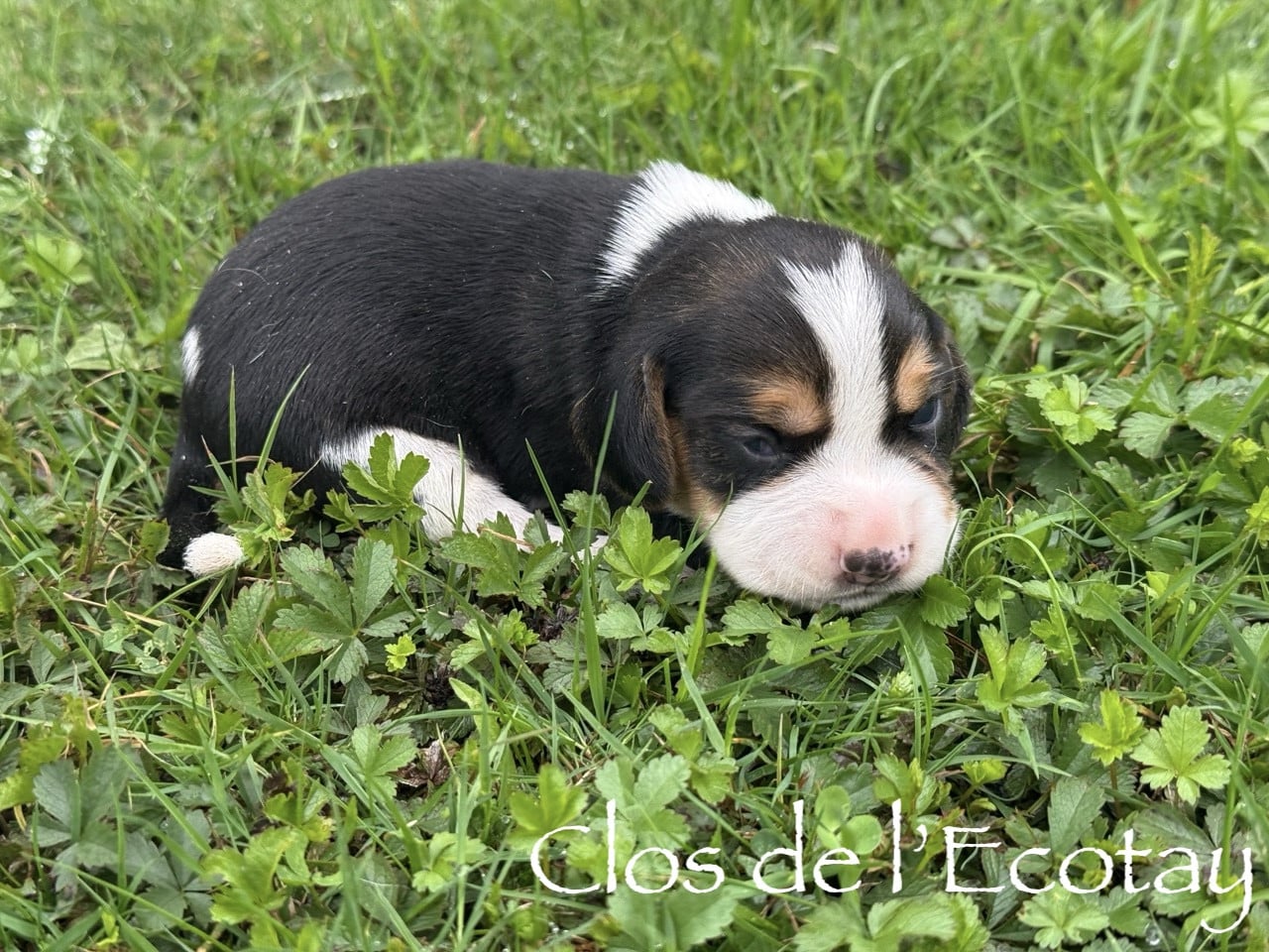 Chiot N°5 - Beagle