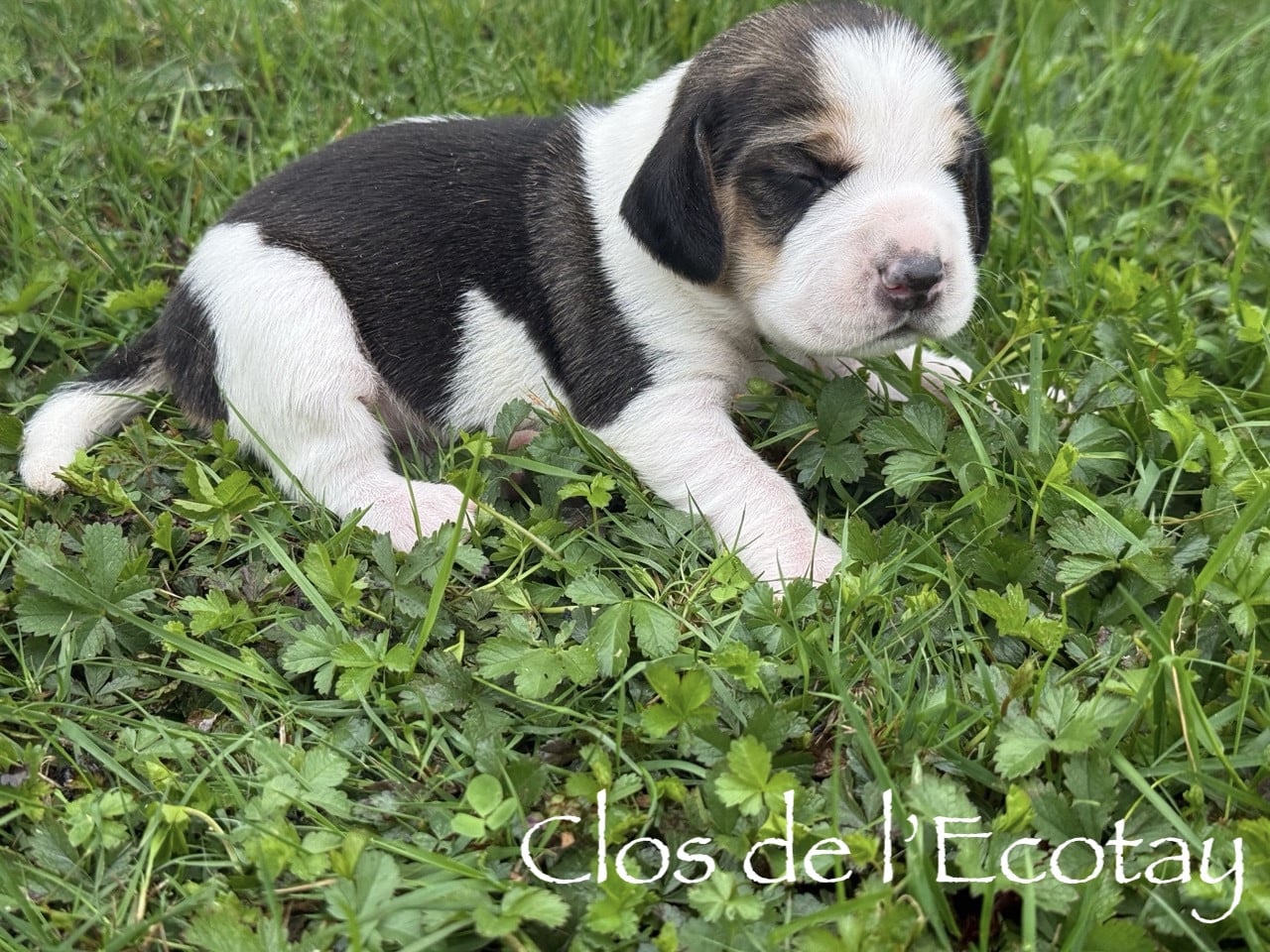 Chiot N°6 - Beagle