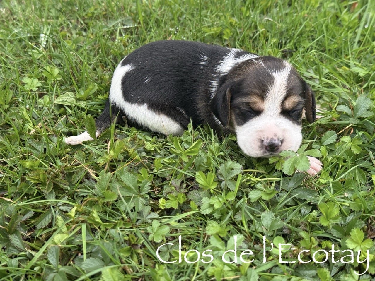 Chiot N°7 - Beagle