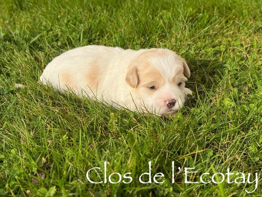 CHIOT 3