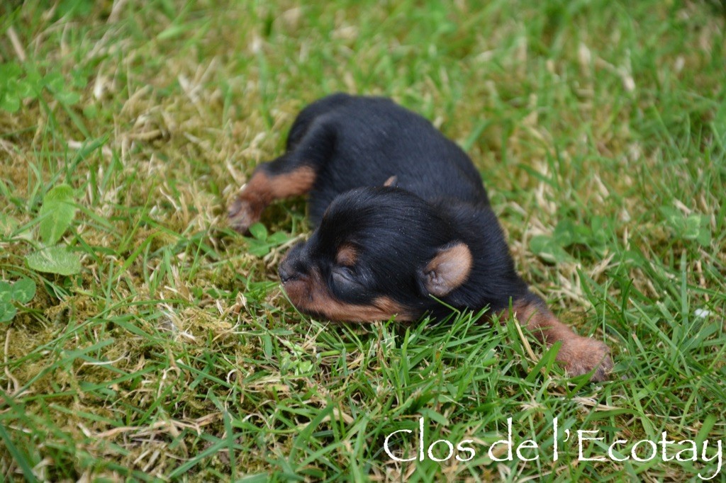 CHIOT 4 - Yorkshire Terrier