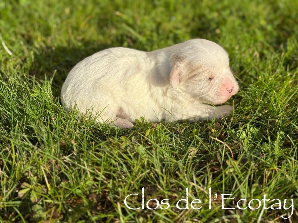 CHIOT 1 - Coton de Tulear