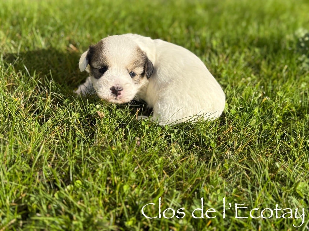 CHIOT 2