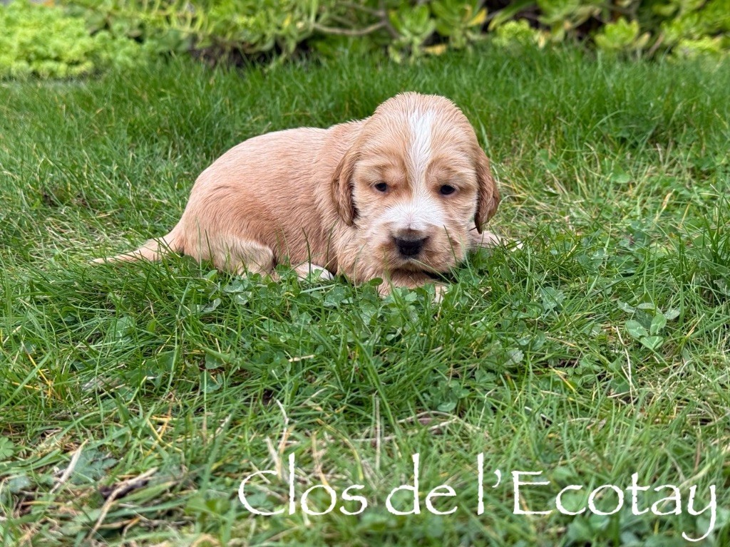 BRIDGET pour Maëlle et Jordan