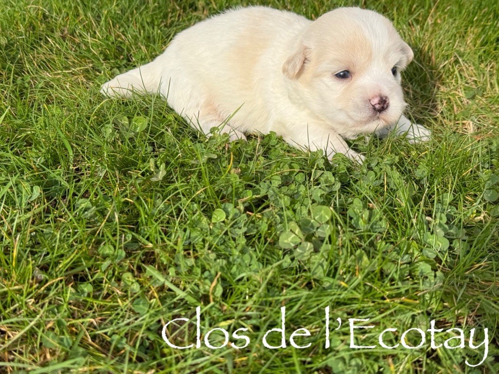 CHIOT 1