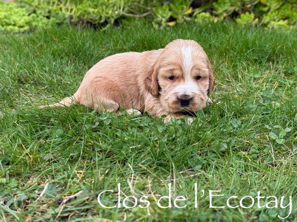 BRIDGET pour Maëlle et Jordan