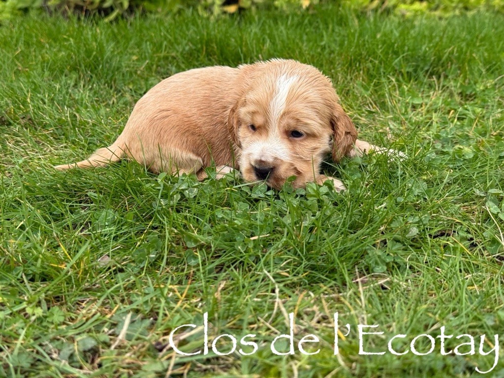 BRIDGET pour Maëlle et Jordan