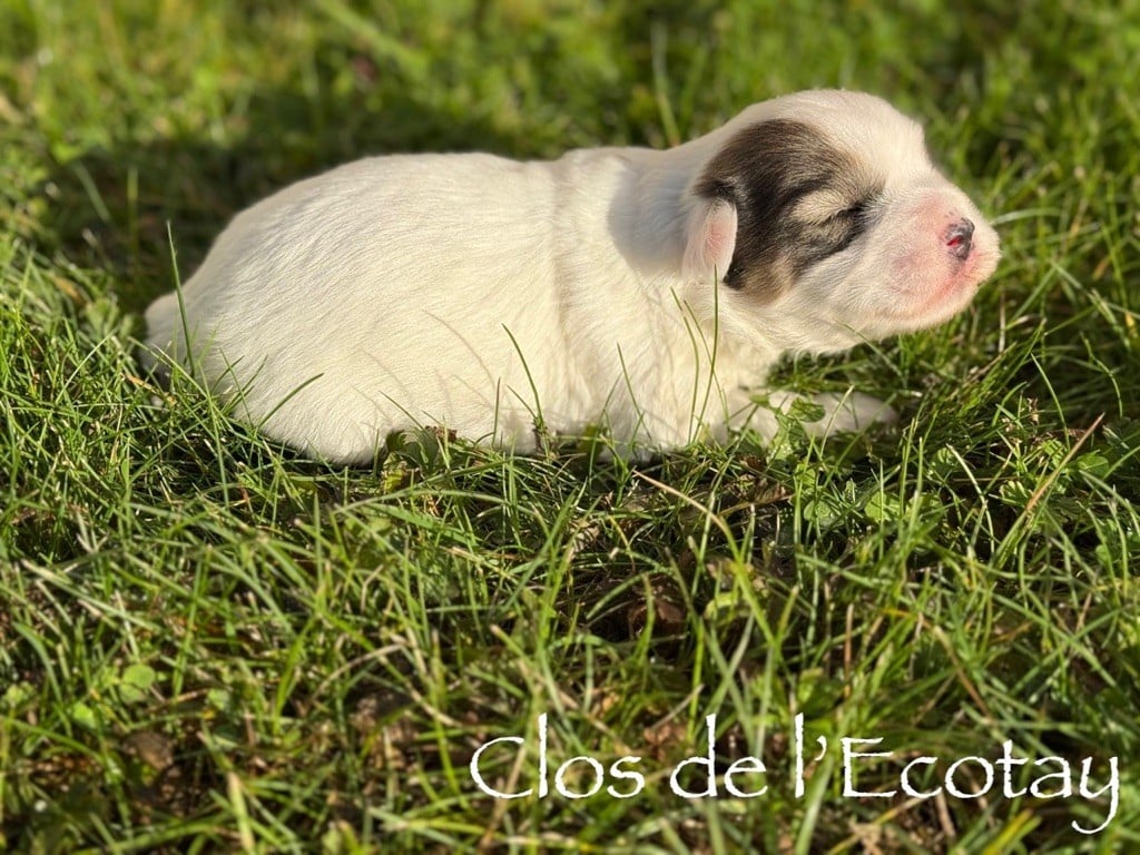CHIOT 2 - Coton de Tulear