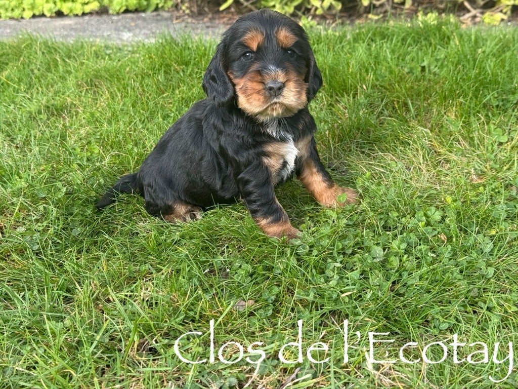 AVELLE pour Dominique