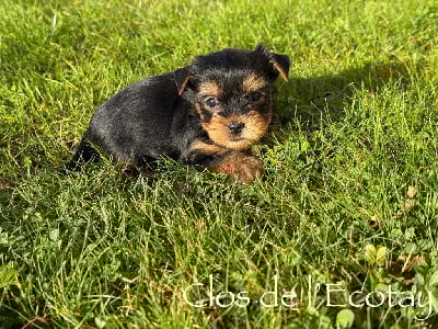 Les chiots de Yorkshire Terrier