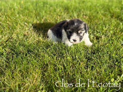 Les chiots de Coton de Tulear