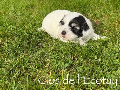 Les chiots de Coton de Tulear