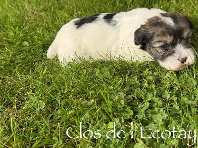 Les chiots de Coton de Tulear