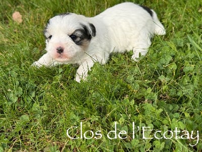Les chiots de Coton de Tulear