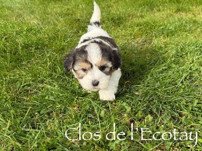 Les chiots de Coton de Tulear