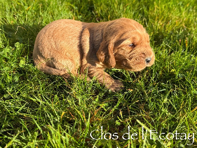Cocker Spaniel Anglais
