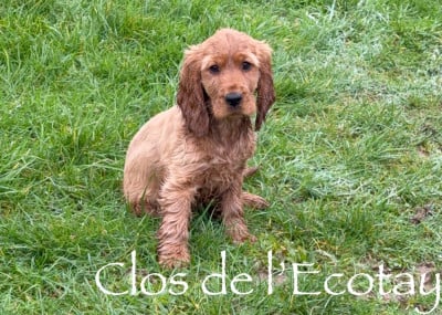 Les chiots de Cocker Spaniel Anglais