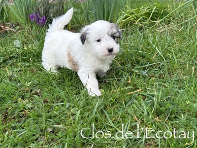 Les chiots de Coton de Tulear