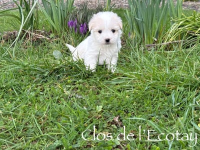 Les chiots de Coton de Tulear
