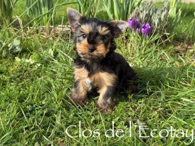 Les chiots de Yorkshire Terrier
