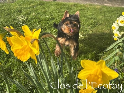 Les chiots de Yorkshire Terrier