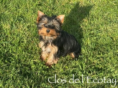 Les chiots de Yorkshire Terrier