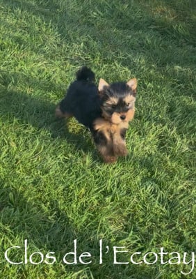 Les chiots de Yorkshire Terrier