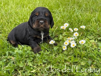 Les chiots de Cocker Spaniel Anglais