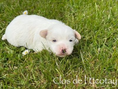 Les chiots de Coton de Tulear
