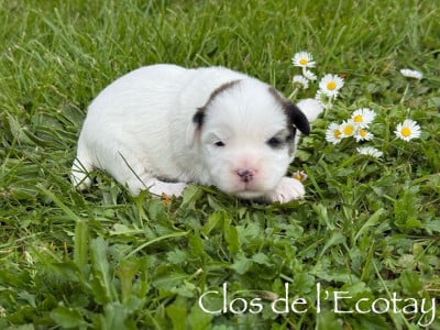 Les chiots de Coton de Tulear