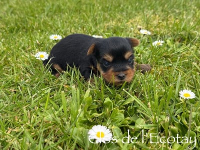 Les chiots de Yorkshire Terrier