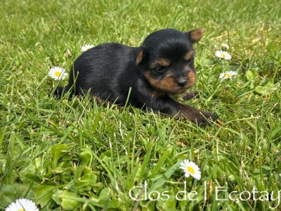 Les chiots de Yorkshire Terrier