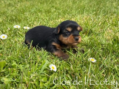 Les chiots de Yorkshire Terrier