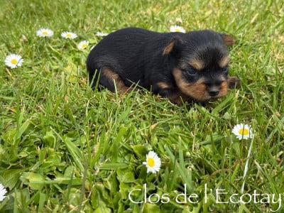 Les chiots de Yorkshire Terrier