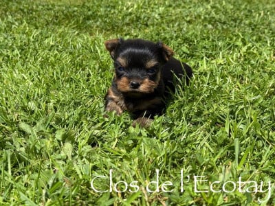 Les chiots de Yorkshire Terrier