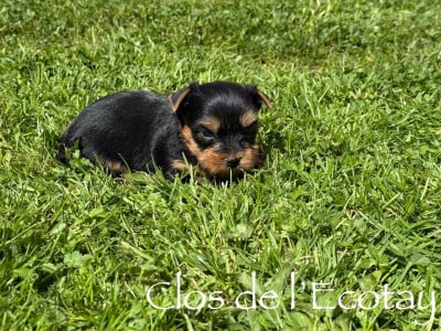 Les chiots de Yorkshire Terrier