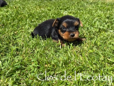 Les chiots de Yorkshire Terrier