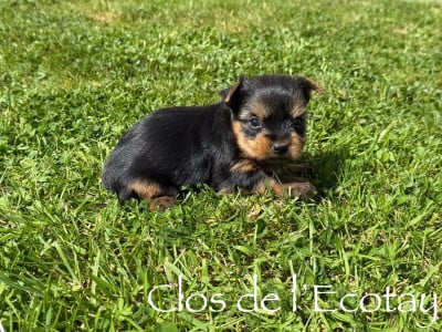 Les chiots de Yorkshire Terrier