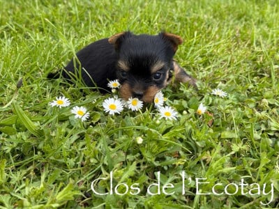 Les chiots de Yorkshire Terrier