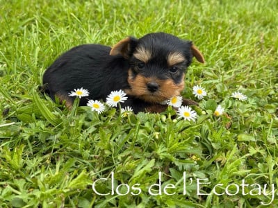 Les chiots de Yorkshire Terrier